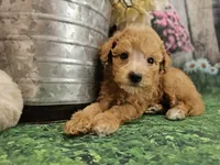 AKC - Heidi, a female Poodle - Miniature  for sale in Lebanon, MO – 6 of 9