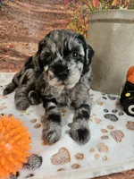 Seth, a male Aussiedoodle for sale in Lebanon, MO – 2 of 10