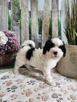 Ellie, a female Cavapoo for sale in Lebanon, MO – 10 of 10