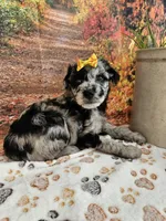 Shiloh, a female Aussiedoodle for sale in Lebanon, MO – 7 of 9