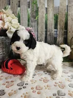 Ellie, a female Cavapoo for sale in Lebanon, MO – 1 of 10