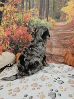 Seth, a male Aussiedoodle for sale in Lebanon, MO – 9 of 10