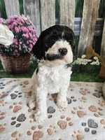 Elias, a male Cavapoo for sale in Lebanon, MO – 4 of 9