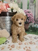 AKC- Holly, a female Poodle - Miniature  for sale in Lebanon, MO – 6 of 10