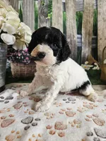 Elias, a male Cavapoo for sale in Lebanon, MO – 5 of 9