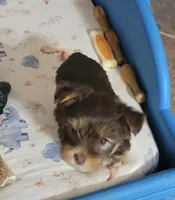 Thunder, a male Yorkshire Terrier for sale in Weatherford, TX – 3 of 3