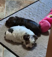 Stormy, a male Yorkshire Terrier for sale in Weatherford, TX – 2 of 4