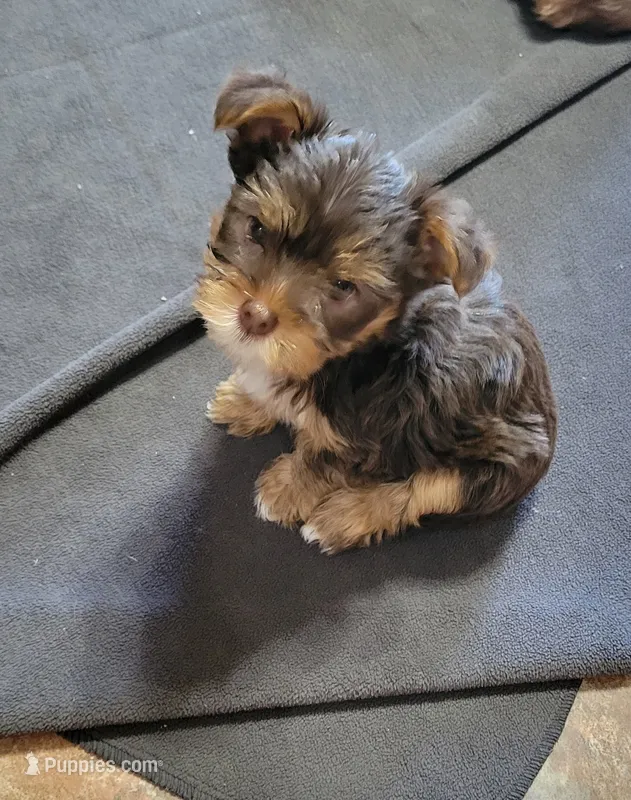 Windy – Yorkshire Terrier puppy for sale in Weatherford, TX