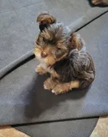 Windy, a female Yorkshire Terrier for sale in Weatherford, TX – 1 of 4