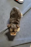 Windy, a female Yorkshire Terrier for sale in Weatherford, TX – 2 of 4