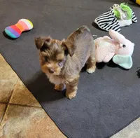 Lightning, a male Yorkshire Terrier for sale in Weatherford, TX – 2 of 3