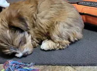 Rain, a female Yorkshire Terrier for sale in Weatherford, TX – 3 of 3