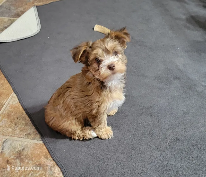 Rain – Yorkshire Terrier puppy for sale in Weatherford, TX