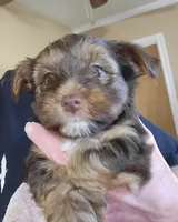 Thunder, a male Yorkshire Terrier for sale in Weatherford, TX – 1 of 3