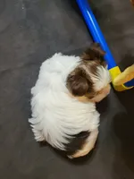Stormy, a male Yorkshire Terrier for sale in Weatherford, TX – 4 of 4