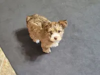 Rain, a female Yorkshire Terrier for sale in Weatherford, TX – 2 of 3