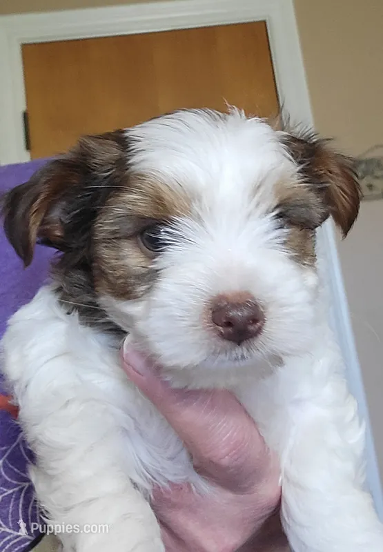Stormy – Yorkshire Terrier puppy for sale in Weatherford, TX