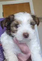 Stormy, a male Yorkshire Terrier for sale in Weatherford, TX – 1 of 4