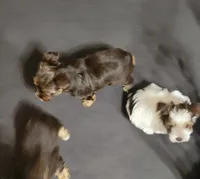 Thunder, a male Yorkshire Terrier for sale in Weatherford, TX – 2 of 3