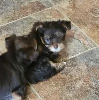 Windy, a female Yorkshire Terrier for sale in Weatherford, TX – 3 of 4