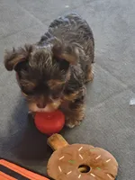 Windy, a female Yorkshire Terrier for sale in Weatherford, TX – 4 of 4
