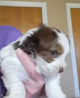 Stormy, a male Yorkshire Terrier for sale in Weatherford, TX – 3 of 4