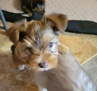 Lightning, a male Yorkshire Terrier for sale in Weatherford, TX – 3 of 3