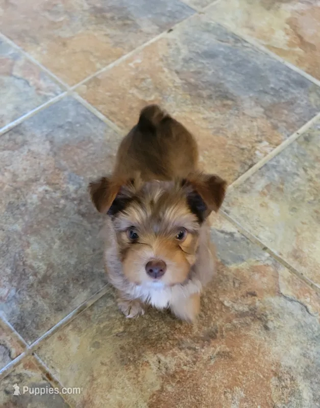 Lightning – Yorkshire Terrier puppy for sale in Weatherford, TX
