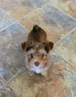 Lightning, a male Yorkshire Terrier for sale in Weatherford, TX – 1 of 3