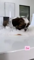 Zoe , a female Shih Tzu for sale in Aurora, IL – 2 of 3