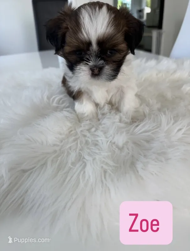 Zoe  – Shih Tzu puppy for sale in Aurora, IL