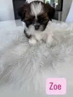 Zoe , a female Shih Tzu for sale in Aurora, IL – 1 of 3