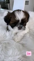Zoe , a female Shih Tzu for sale in Aurora, IL – 3 of 3