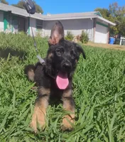 Jasmin, a female German Shepherd Dog for sale in Sacramento, CA – 3 of 5