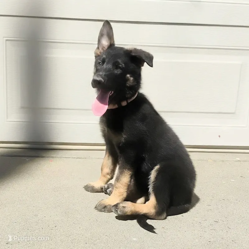 Jasmin – German Shepherd Dog puppy for sale in Sacramento, CA