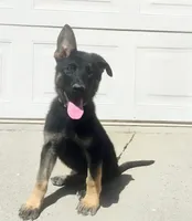 Jasmin, a female German Shepherd Dog for sale in Sacramento, CA – 2 of 5