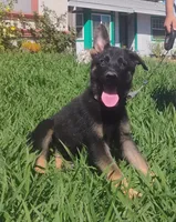 Jasmin, a female German Shepherd Dog for sale in Sacramento, CA – 5 of 5
