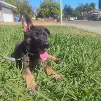 Jasmin, a female German Shepherd Dog for sale in Sacramento, CA – 4 of 5