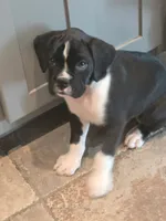 clara belle, a female Boxer for sale in Medway, MA – 2 of 4