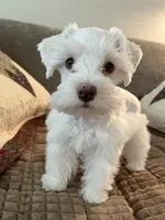 Nala, a female Miniature Schnauzer for sale in Temple, TX – 2 of 4
