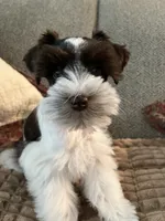 Oreo, a male Miniature Schnauzer for sale in Temple, TX – 2 of 4