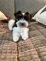 Oreo, a male Miniature Schnauzer for sale in Temple, TX – 3 of 4