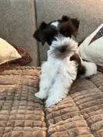 Oreo, a male Miniature Schnauzer for sale in Temple, TX – 4 of 4
