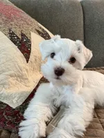 Nala, a female Miniature Schnauzer for sale in Temple, TX – 4 of 4