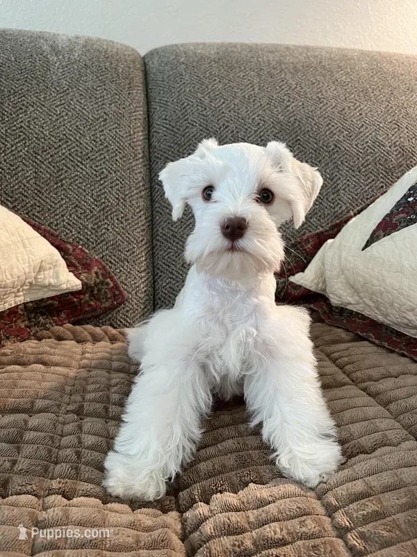 Nala – Miniature Schnauzer puppy for sale in Temple, TX