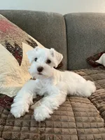 Nala, a female Miniature Schnauzer for sale in Temple, TX – 3 of 4
