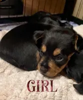 Fuchsia, a female Miniature Dachshund and Morkie for sale in Pine River, MN – 2 of 3