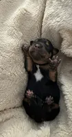 Amburger, a female Miniature Dachshund for sale in Pine River, MN – 6 of 6