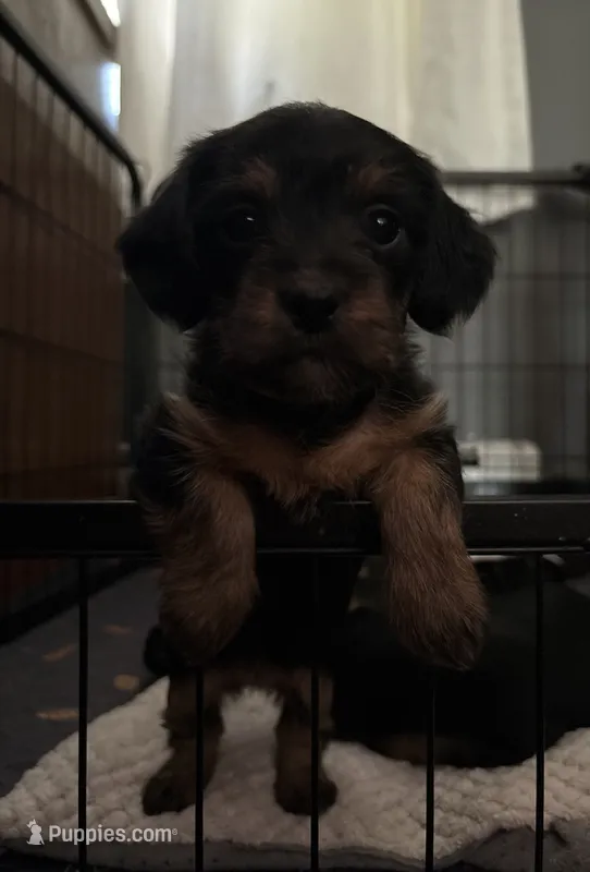 White – Miniature Dachshund, Morkie puppy for sale in Pine River, MN