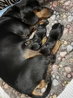 Chili-Doug, a male Miniature Dachshund for sale in Pine River, MN – 10 of 10